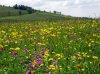 Blumenwiese.jpg
