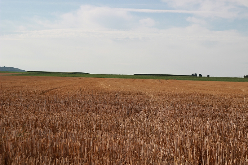 Feld zwischen Rommerskirchen und Butzheim