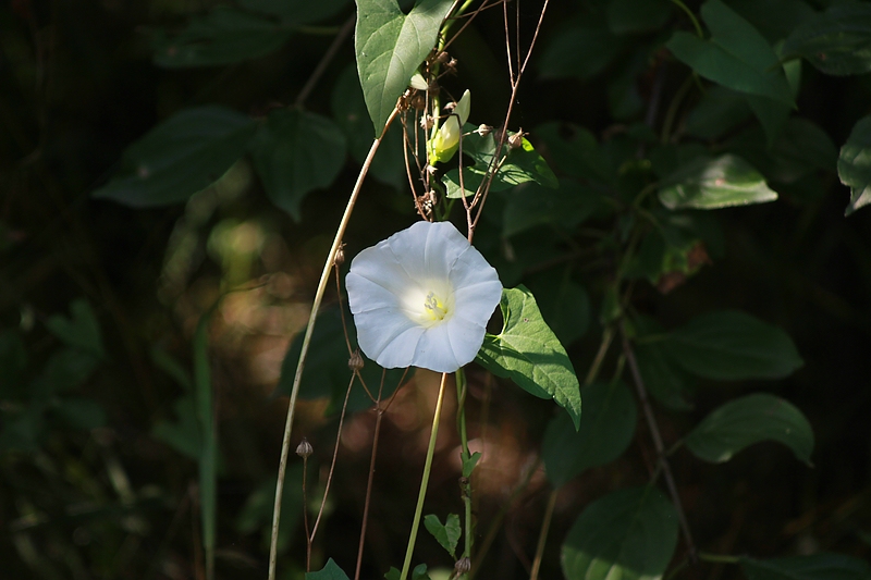 An der Gillbachaue