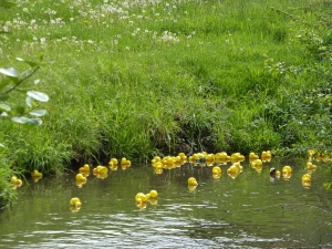 Entenrennen 2014