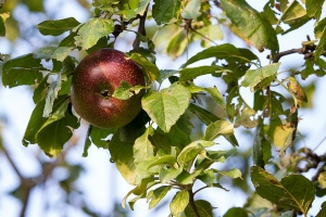 Wilder Apfel