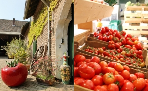 Bergerhof - Bong-Tomaten