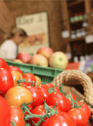 Bergerhof - Bong-Tomaten