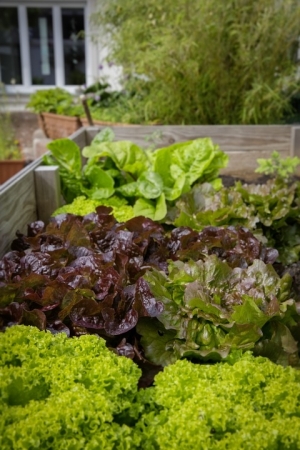 Rommerskirchen beginnt mit Urban Gardening