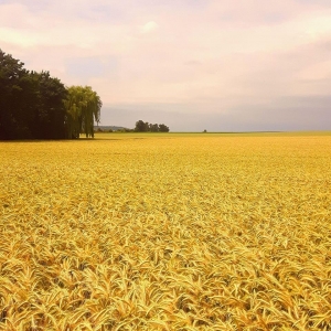 Nettesheimer Weg zwischen Nettesheim und Roki