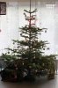 Weihnachtsbaum1.jpg