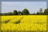 Yellow01_small.jpg