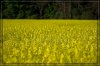 Yellow02_small.jpg