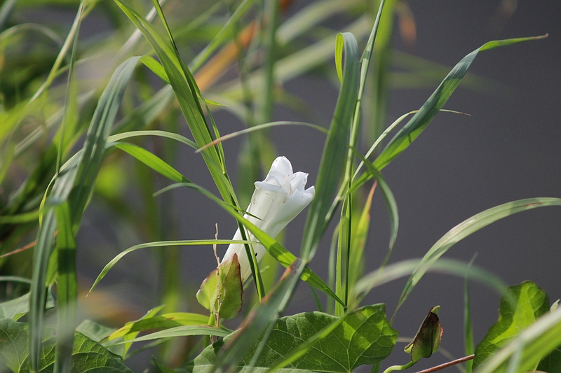 Blüte am Gillbach