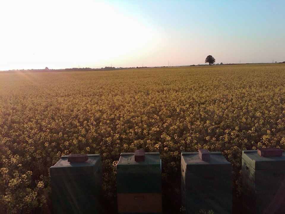 Bienenstock