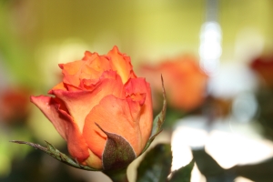 Blumen Tellenbröker