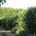 Zwischen Heimchesweg und Bahn