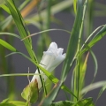 Blüte am Gillbach