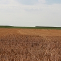 Feld zwischen Rommerskirchen und Butzheim