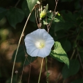 An der Gillbachaue