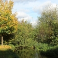 Gillbachaue