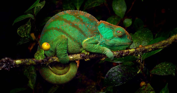 Kreiskulturzentrum Sinsteden: Ausstellung „Europäischer Naturfotograf des Jahres 2023“ läuft bis zum 24. November