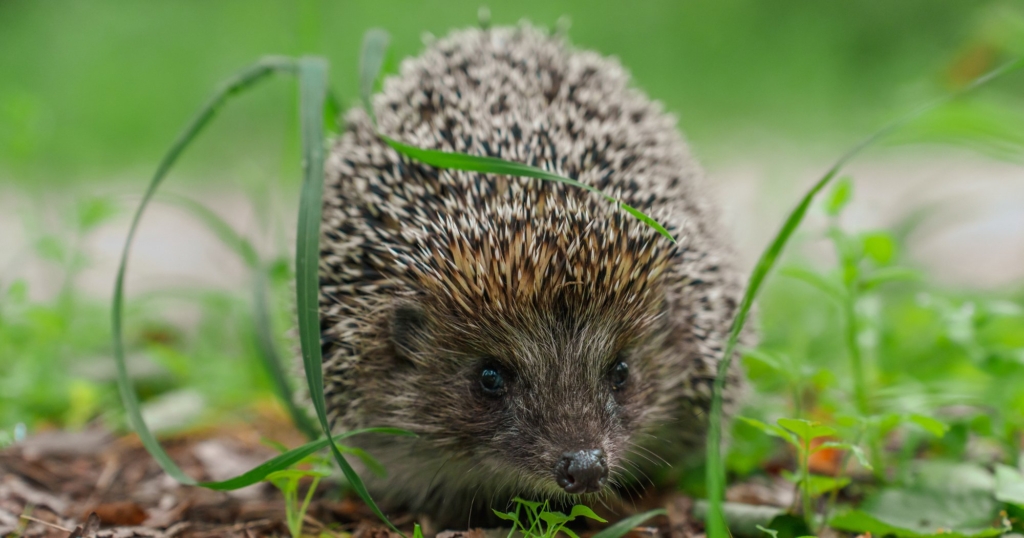 Wie Gartenbesitzer Igeln helfen können Wie Gartenbesitzer Igeln helfen können