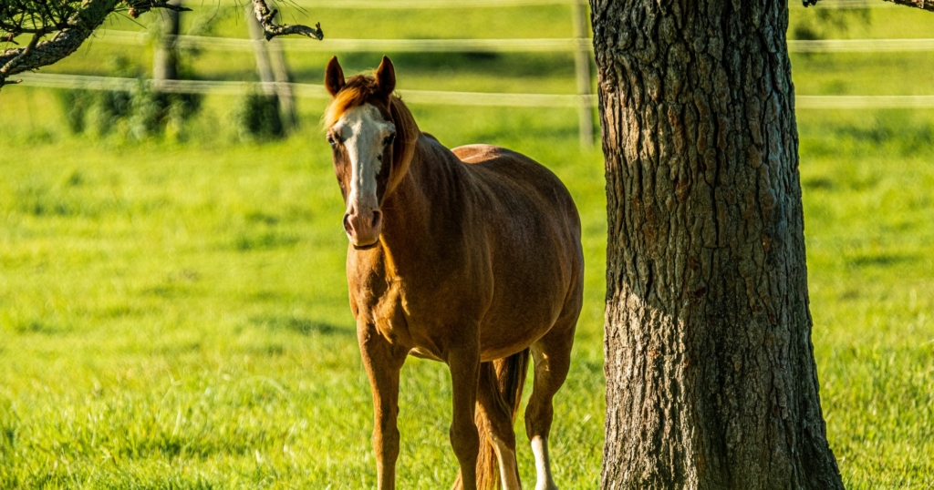 Kreis informiert über Vorgaben für die Pferdehaltung im Außenbereich: Tierwohl und Naturschutz miteinander in Einklang bringen Kreis informiert über Vorgaben für die Pferdehaltung im Außenbereich: Tierwohl und Naturschutz miteinander in Einklang bringen