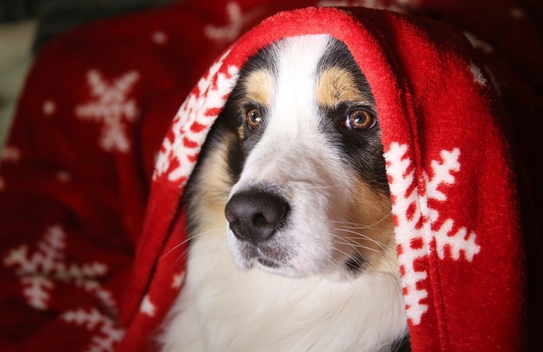 Kreisveterinäramt empfiehlt:  Haustiere nicht zu Weihnachten verschenken