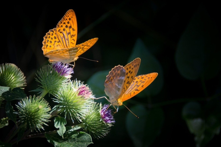 Wanderausstellung „Insekten – gefährdete Vielfalt – was nun?“ kommt nach Rommerskirchen